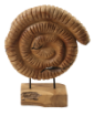  Sculpture Escargot en Teck